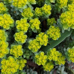 Euphorbia plants