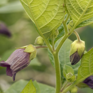 Deadly Nightshade plants