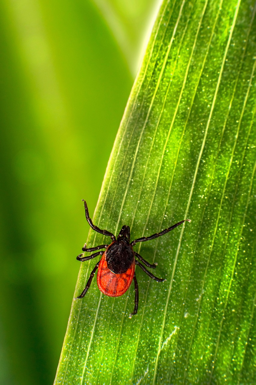 Caused by ticks, Lyme Disease May Be Misdiagnosed