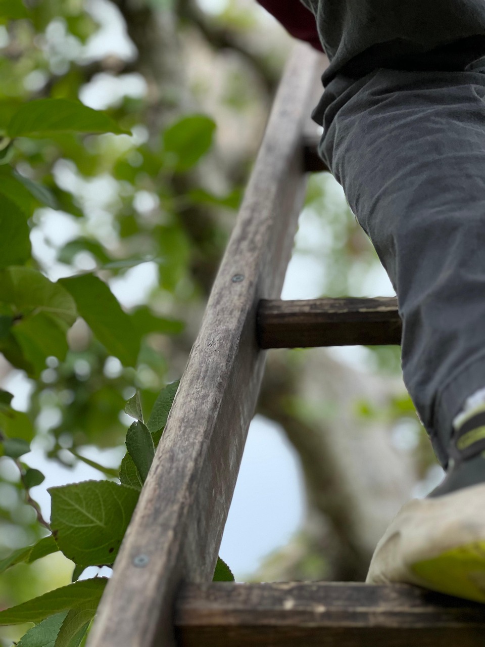 Worker Seriously Injured After A Fall From Orangery Roof: Can You Claim Compensation?