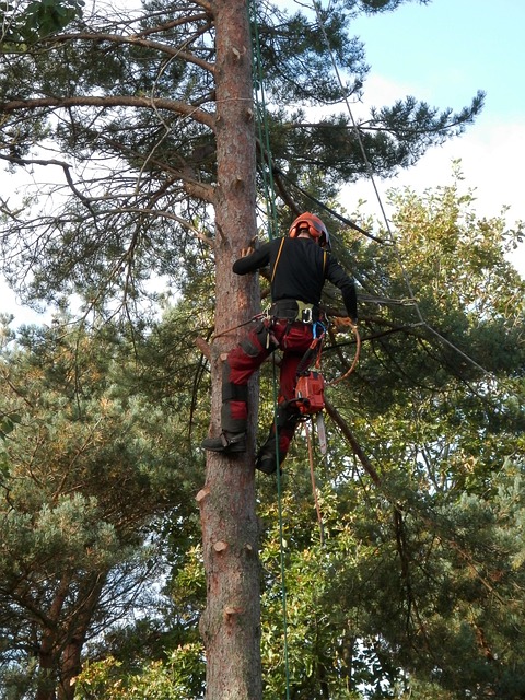 Tree Surgeon Injury Claims