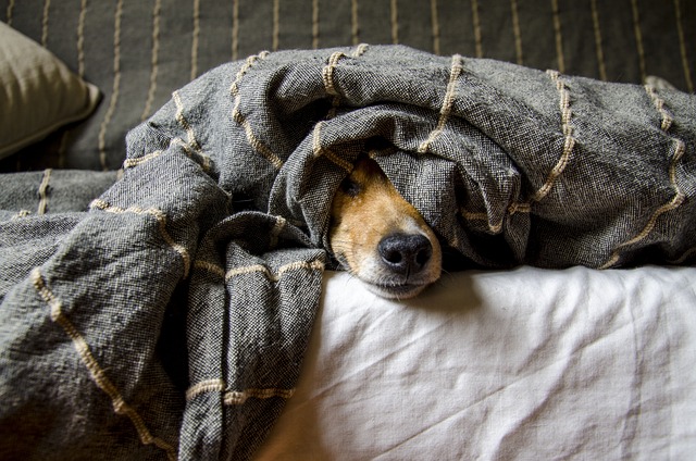 Can You Include Pets in Your Will?