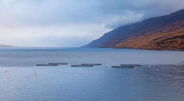 Fish Farm Divers Injured at Work