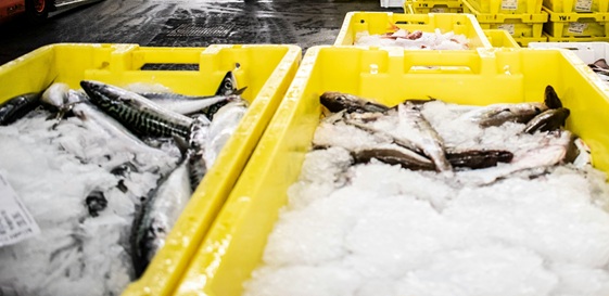 Compensation If Injured Working in a Fish Processing Factory